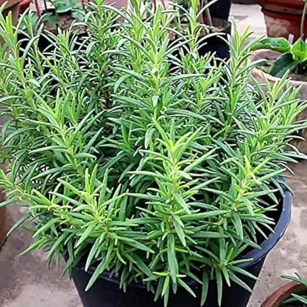 Cloud Farm Rosemary Plant