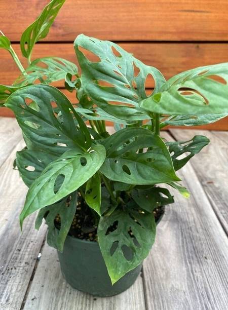 Broken Heart Broken Heart Plant