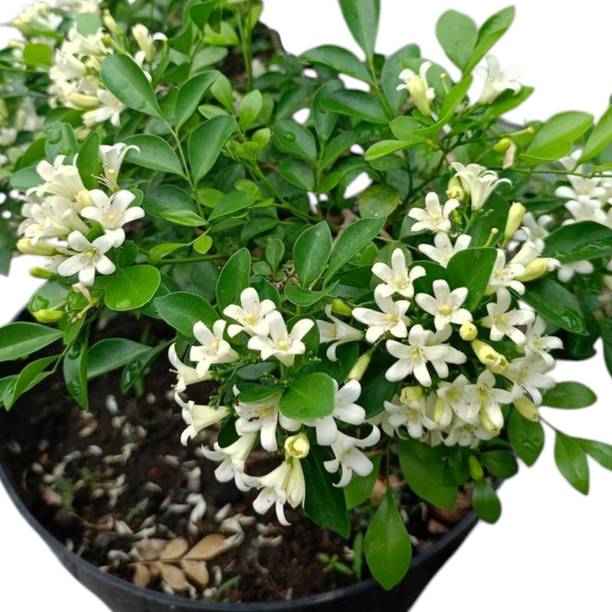 DEY CRAFT Madhu Kamini Plant