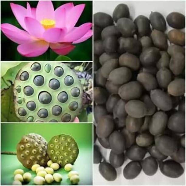 Rosalii enterpise Lotus Seed[ pack of 1] 30 pcs Seed
