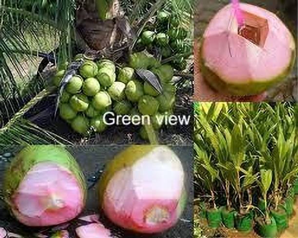 Green view Coconut Plant