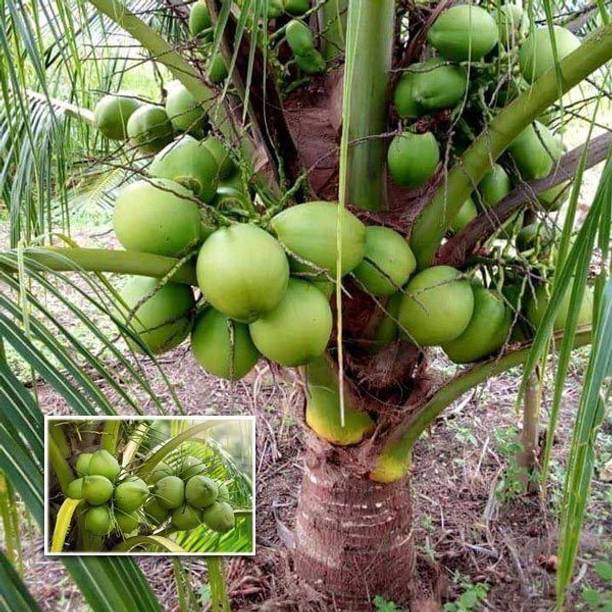NurseryFriends Coconut Plant