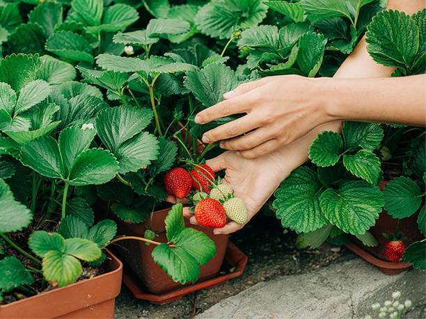 NEW MODERN FARM Strawberry Plant