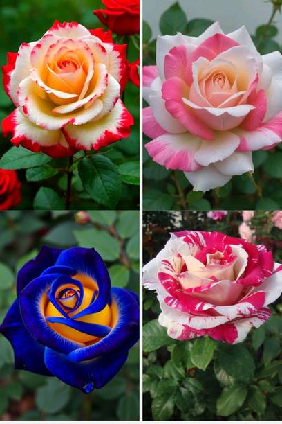 BREEZY BLOOMS Rose Plant