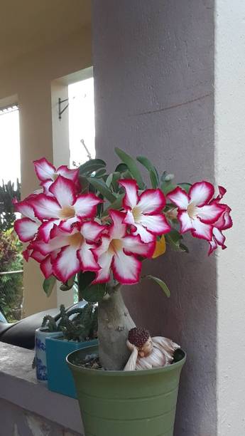 sumanplantstore Adenium Plant