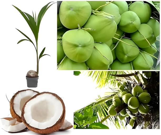 Green view Coconut Plant