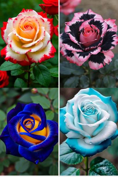 BREEZY BLOOMS Rose Plant