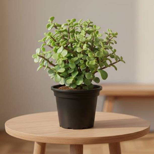 Parlzo Jade Plant