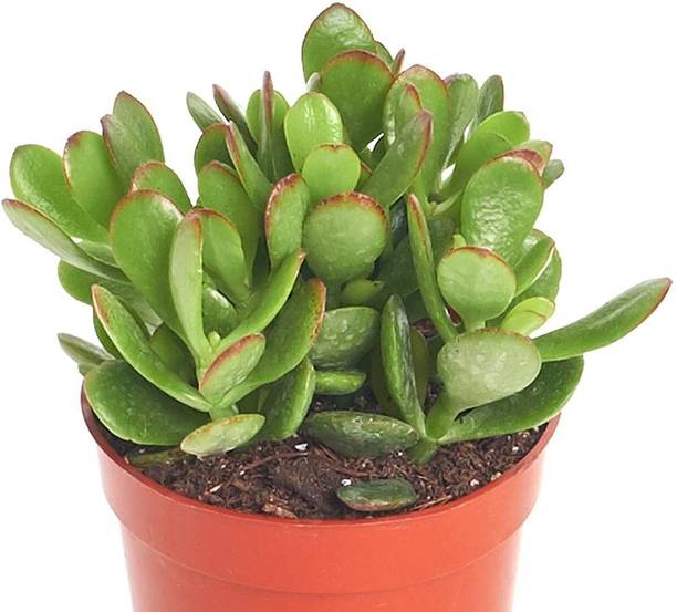 SHREYAGREEN Jade Plant