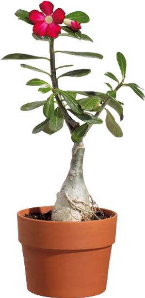 BloomShadow Adenium Plant