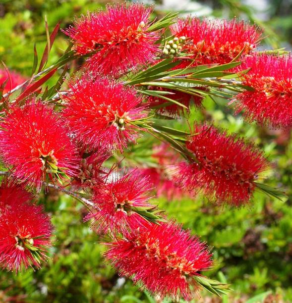 buddingbeauty Wheeping Bottle Brush Plant