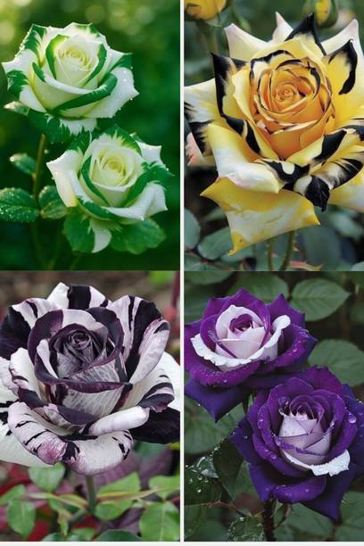 MAQINPLANTHOUSE Rose Plant