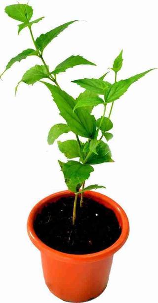 Rozaliya Parijat/Harsingar Plant