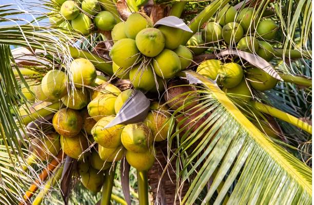 ABEFARIYA Coconut Plant