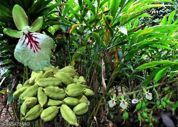 FSK Elaichi/Cardamom Plant
