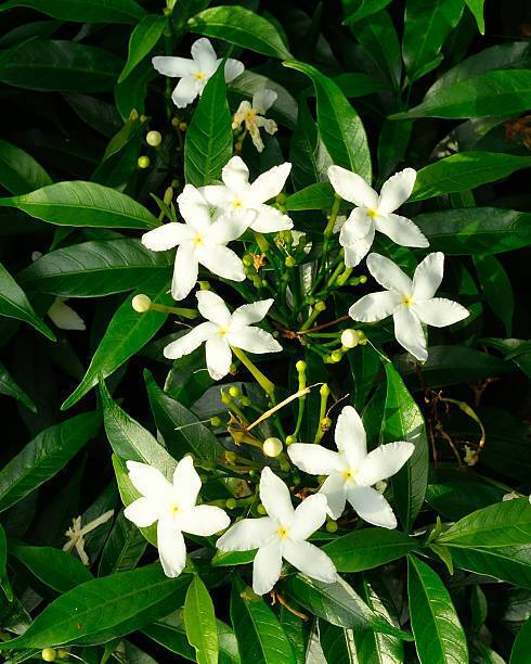 AloGardening Jasmine Plant