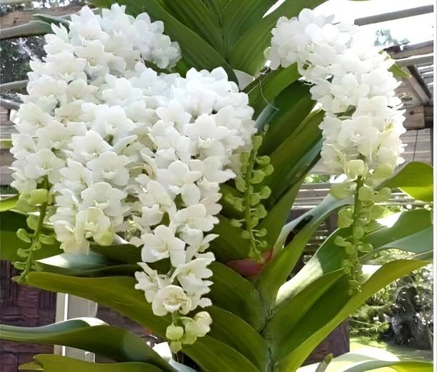 Green view Orchid Plant