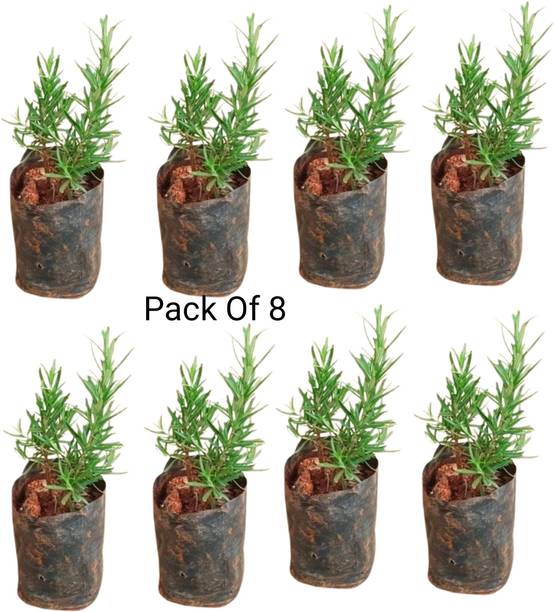 Live Plants Rosemary Herb Plant, Rosemary Plant