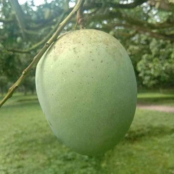 GreenHorizon Mango Plant