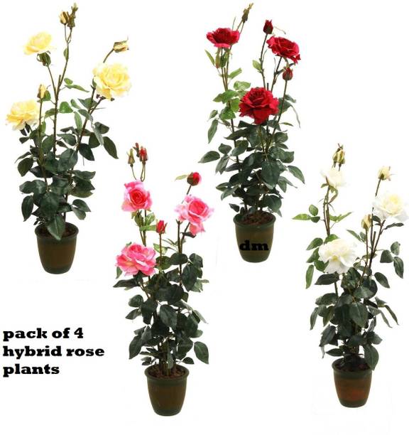 Univarse Trends Rose Plant