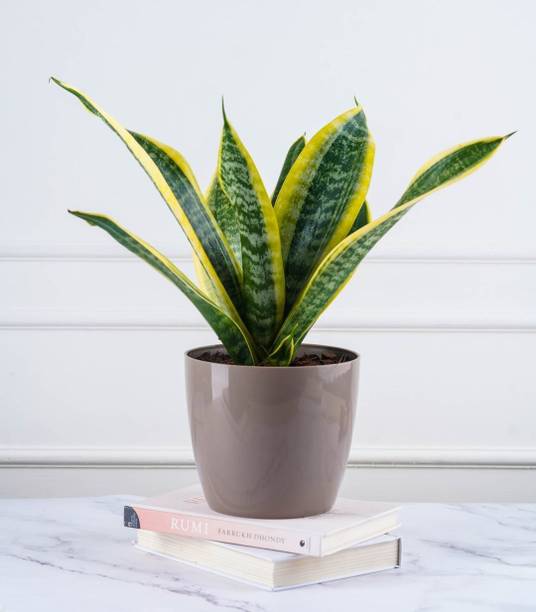 अदृता स्नेक प्लांट पौधा