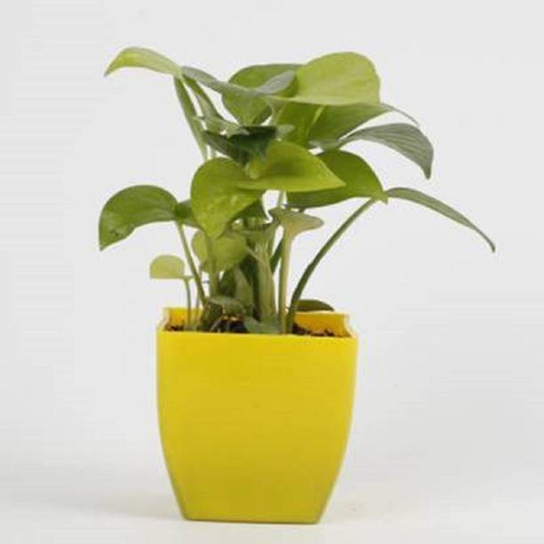 PIOVEXA Money Plant