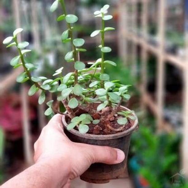 Aclipastal Jade Plant