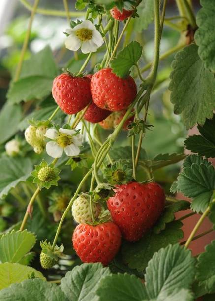 AFARTIOBINA Strawberry Plant