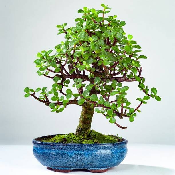 BloomShadow Jade Plant