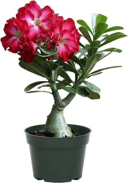 SAIQUALES Adenium Plant