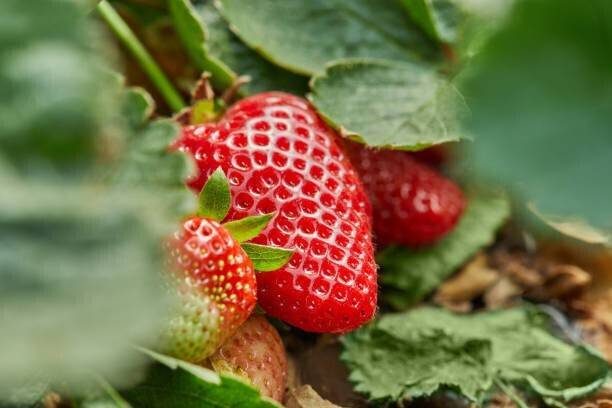 Cloud Farm Strawberry Plant