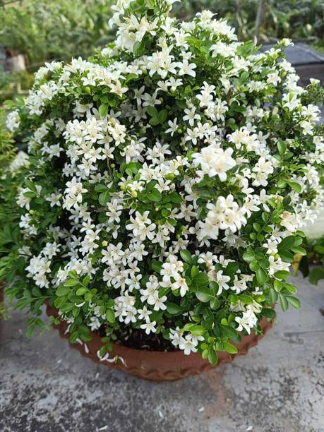 KUMUBON Madhu Kamini Plant