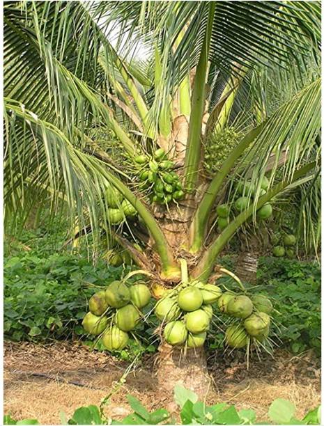 TotalGarden Coconut Plant