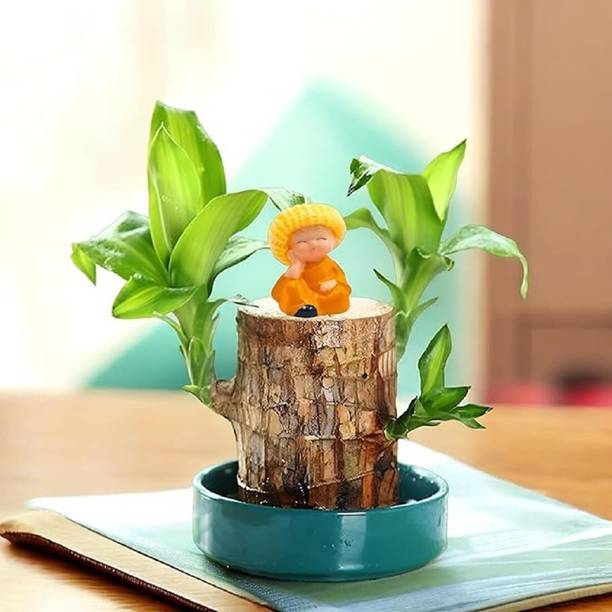 CRIVA CREATION Mini Brazalian wood