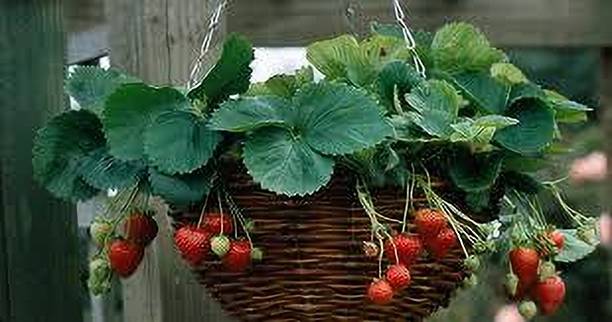 BREEZY BLOOMS Strawberry Plant