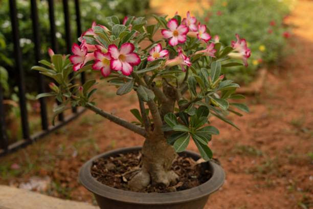 Aclipastal Adenium Plant
