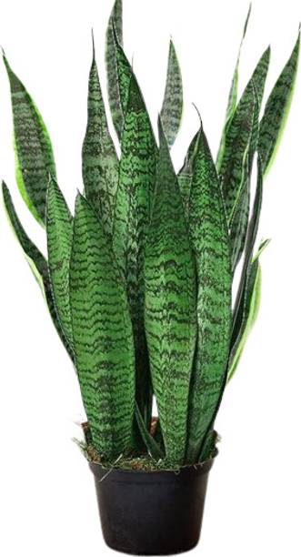 snakplant Snake Plant