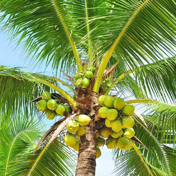SinaliTraders Coconut Plant