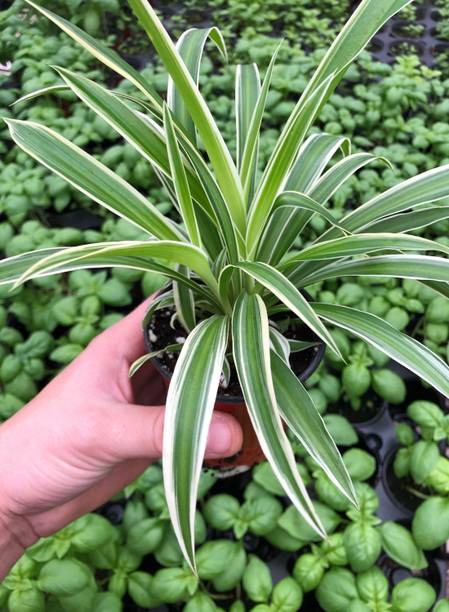 Globalplants Spider Plant