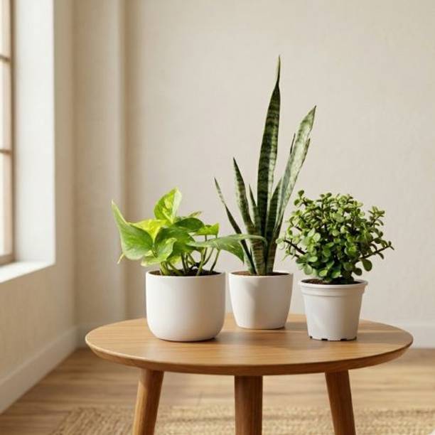 Parlzo Jade Plant, Snake Plant, Money Plant