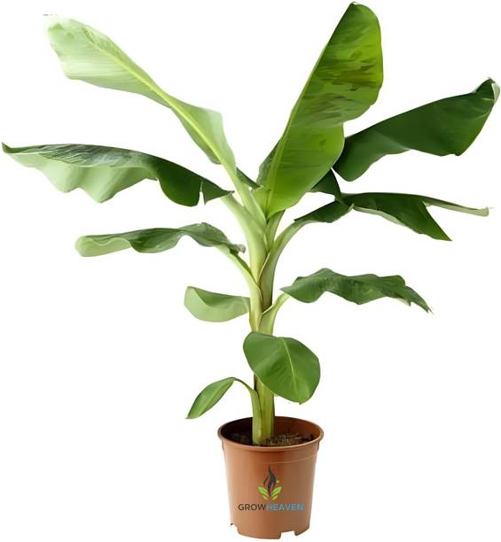 Unsiam Banana Plant
