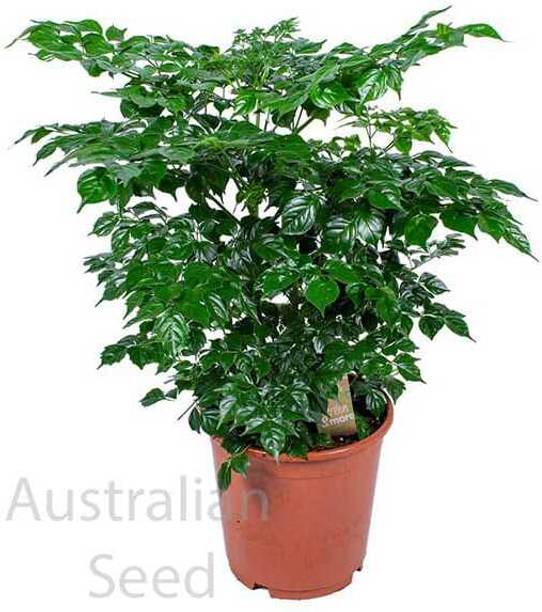 EDEN EARTH The China Doll Plant
