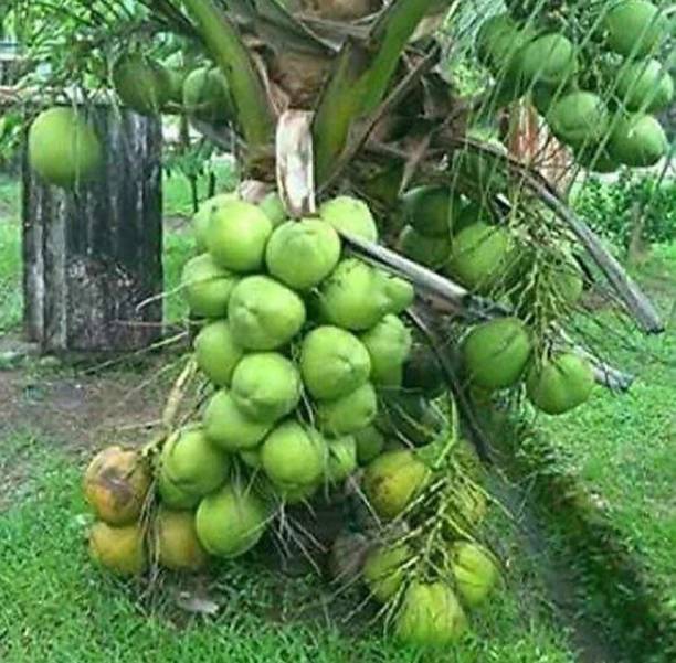 Thai Verity Coconut Plant