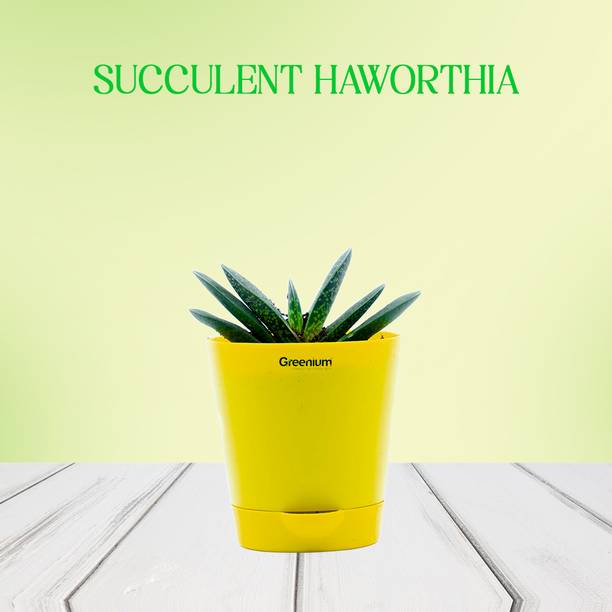 Greenium Succulents Plant
