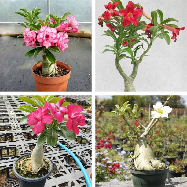 AloGardening Adenium Plant