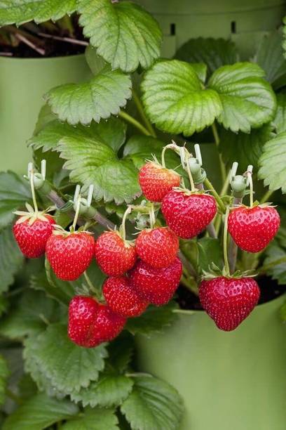 SBGARDEN Strawberry Plant