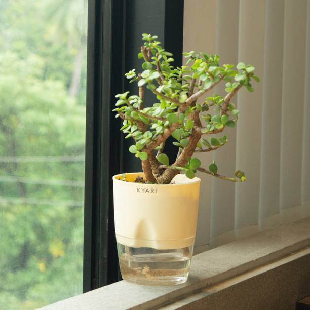 AFARTIOBINA Jade Plant