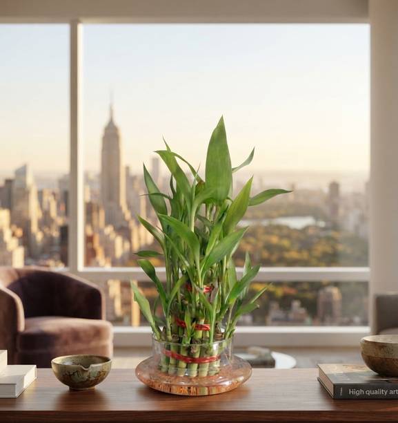 SAP Two Layer Bamboo Plant