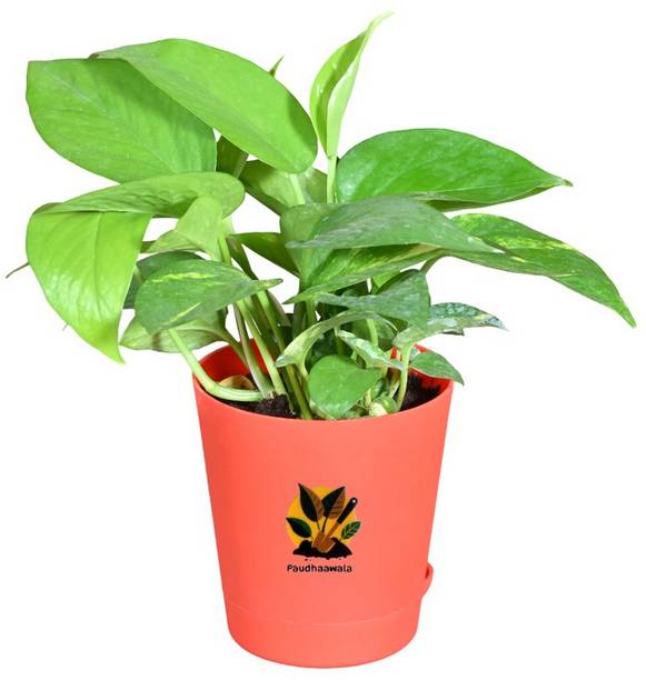 Paudhaawala Money Plant