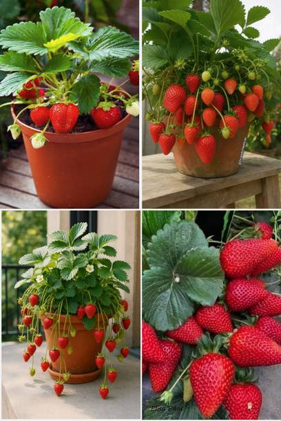 RasmoniGreen Strawberry Plant